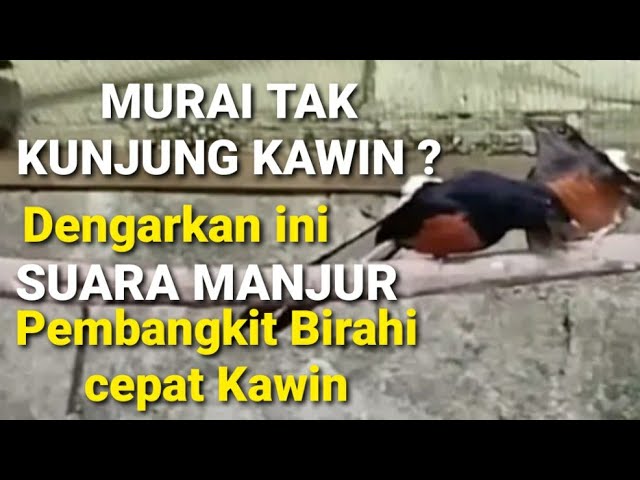 SATU JAM - Murai Tak Kunjung Kawin⁉️ Dengarkan ini Suara Ampuh Suara Manjur Pembangkit Birahi Murai class=