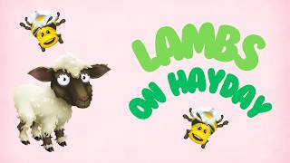 LAMBS FINALLY ON HAYDAY