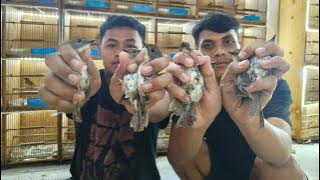 BONGKAR BURUNG BESERTA HARGANYA - SRDC - PLECI DAKUN BALI - JONGKANGAN - ANIS MERAH DLL