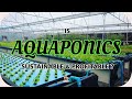 Is Commercial Aquaponics Sustainable & Profitable ?