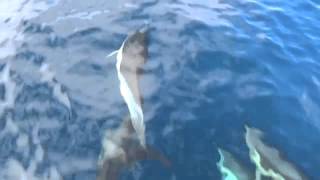 Catamaran trip, Fuerteventura, & Dolphins
