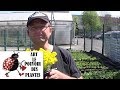 Chaine tv de jardinage alyssum saxatile  corbeille dor comment faire un semis plante vivace