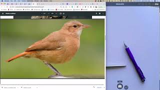Drawing the Birds of Argentina @JohnMuirLaws