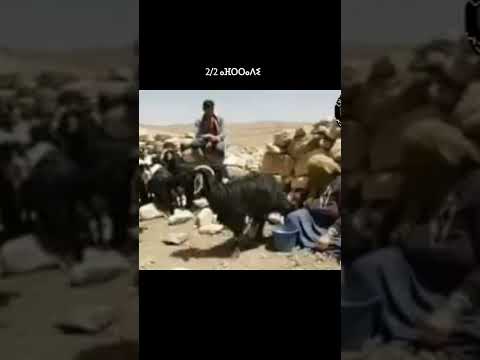 2 Mawal Lqrt As اشتراككم يدعم حفاظ الموروث الثقافي الاطلسي