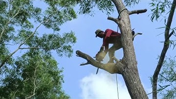 Cưa cây tràm bông vàng to , Cưa cây kỹ thuật cao