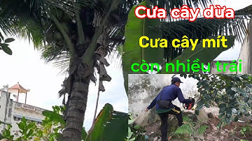 Cưa cây dừa và cây mít @cuacaydongthap