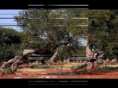 Video: Xylella və zeytunlar - Xylella xəstəliyi olan bir zeytun ağacına qarşı nə etməli