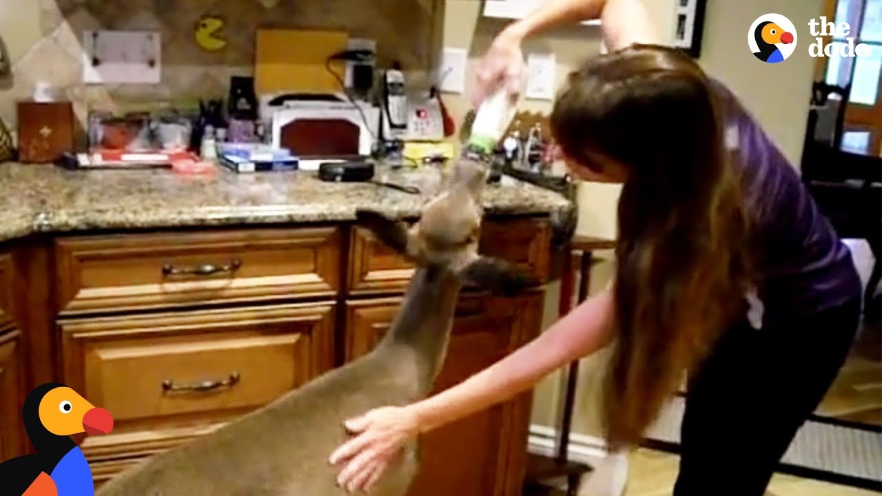 videos deer hunter Deer Visits Rescuer To Say Thanks To Woman Who Saved Her | The Dodo