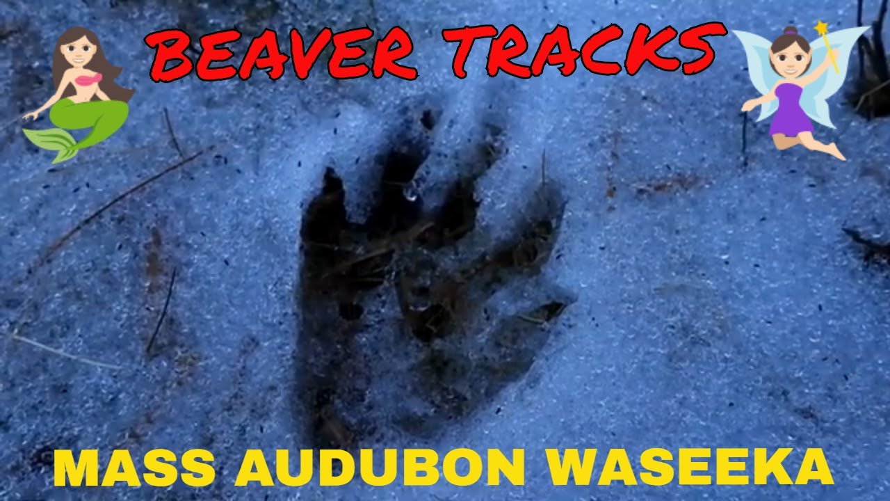 Nature walk at Waseeka Wildlife Sanctuary ~ Mass Audubon