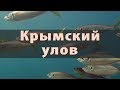 Рыбное хозяйство Крыма