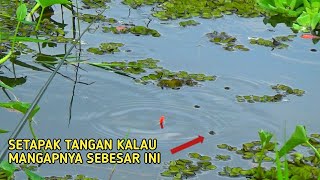 MANCING IKAN SEPAT SIAM PAKAI UMPAN CACING INI DAPAT BABON JUMBO