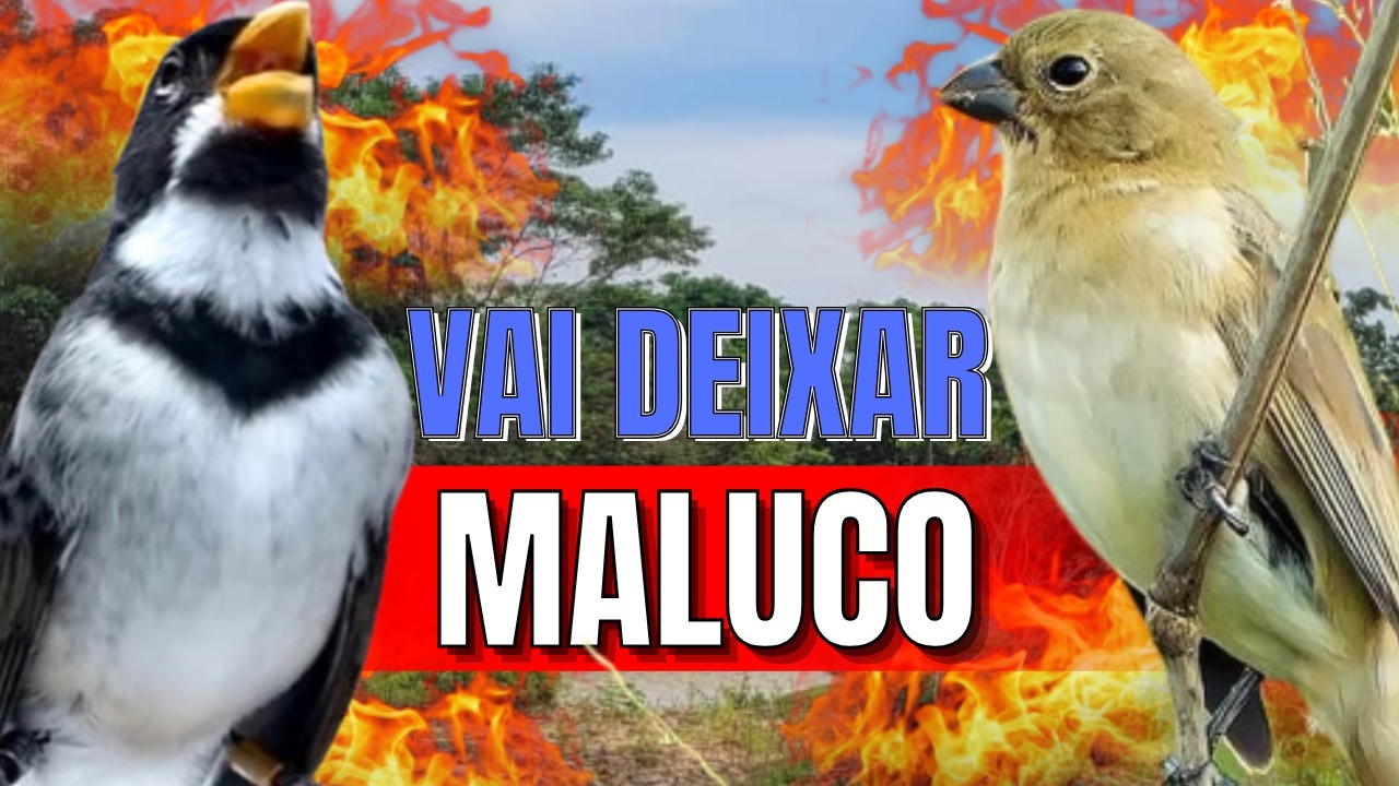 ESQUENTE SEU COLEIRO TUÍ TUÍ MELHOR COLEIRO TUÍ TUÍ E FÊMEA CHAMANDO PARA ESQUENTAR COLEIRO TUÍ TUÍ