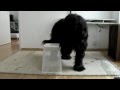 20 amazing dog tricks performed by Elliot the Briard (17months) の動画、YouTube動画。