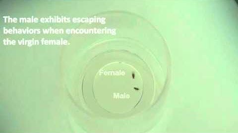 Optogenetic control of selective neural activity in multiple freely moving Drosophila adults