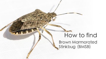 How to search for and identify brown marmorated stinkbug (BMSB)