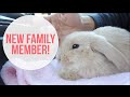 Ep. 218 NEW FAMILY MEMBER! #VLOGMAS | WahlieTV