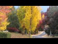 Autumn in Bright- A beautiful town on Great Alpine Road, Victoria, Australia