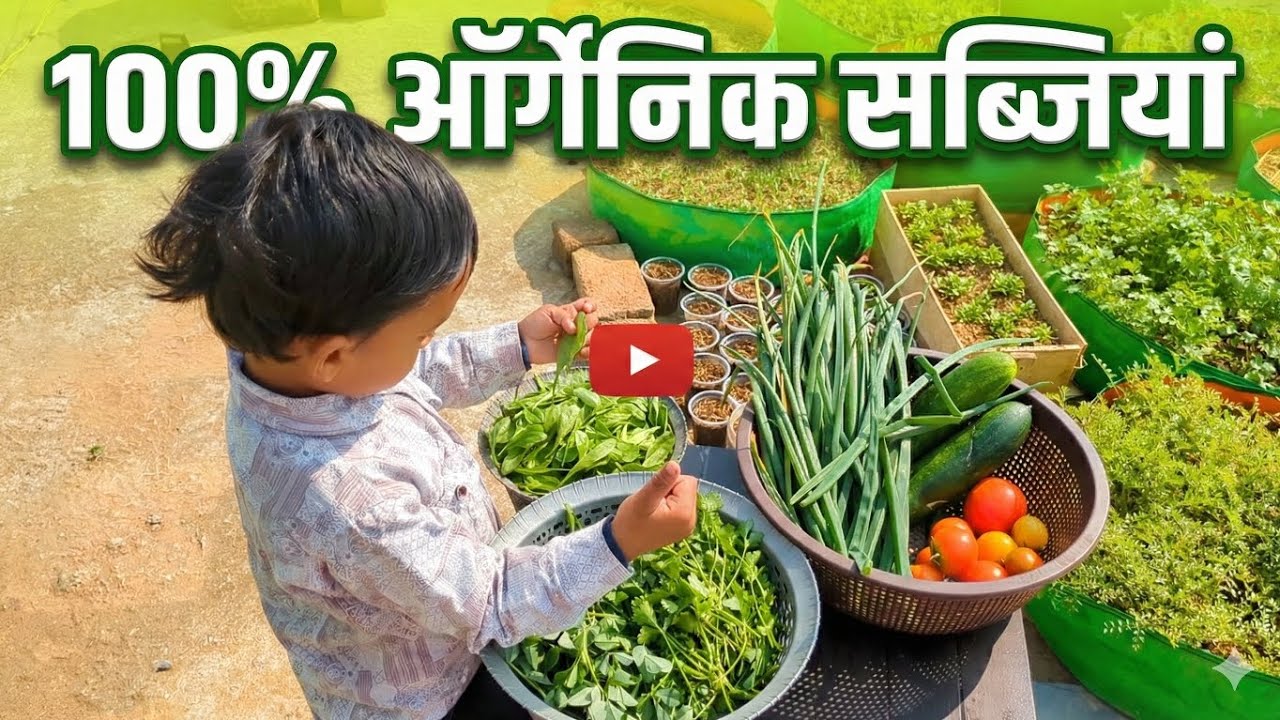 मेरे Terrace Garden से ढेर सारी ऑर्गेनिक सब्जियों की हार्वेस्टिंग! 🌿🍅