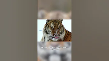 The Majestic Siberian Tiger King Of The Taiga 
