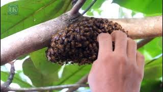 Lebah Hutan Kalimantan, Di Desa Dehes Asem Katingan Hulu Kalimantan Tengah - ASMR part 1
