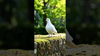 Dove #shortvideo #birds #dove #naturesounds