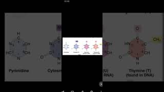 #shorts , Structure of pyrimidines: Thyamine, Uracil and Cytocine.