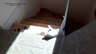 Борьба за место под солнцем! Тайские кошки - это чудо! Funny Cats