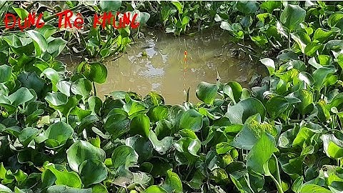 Câu Cá Sông Dưới Đám Lục Bình Đụng Cặp Cá Trê Khủng