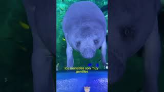Sirenas en el océano - vaca marina#shorts #fypシ #animals