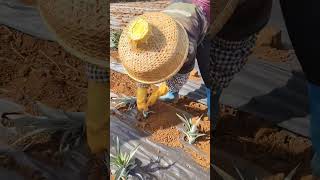 Satisfying Way to Plant Pineapples! 🍍#farmmachinery #inventiontech