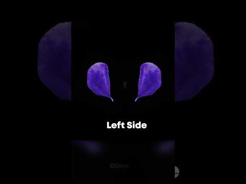 What Chip Is The BEST 2