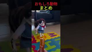 動物たちがおもしろおすぎる|おもしろ王国