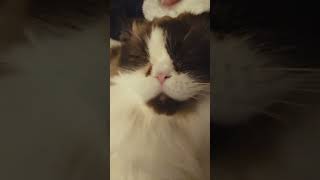Hazel loves a good chin and nose rub!  #cutecat #kitty #catbreeds #minuetcat