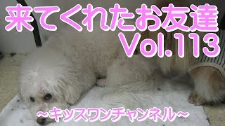 来てくれたお友達　Vol.113【シャンプー 爪切り】0275