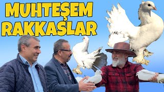 Adanadan Hedi̇ye Güverci̇n Geldi̇, Hari̇ka Kuşlar , Rakkas Güzelleri̇ Bunlar Ağir Mi̇safi̇rleri̇m Var