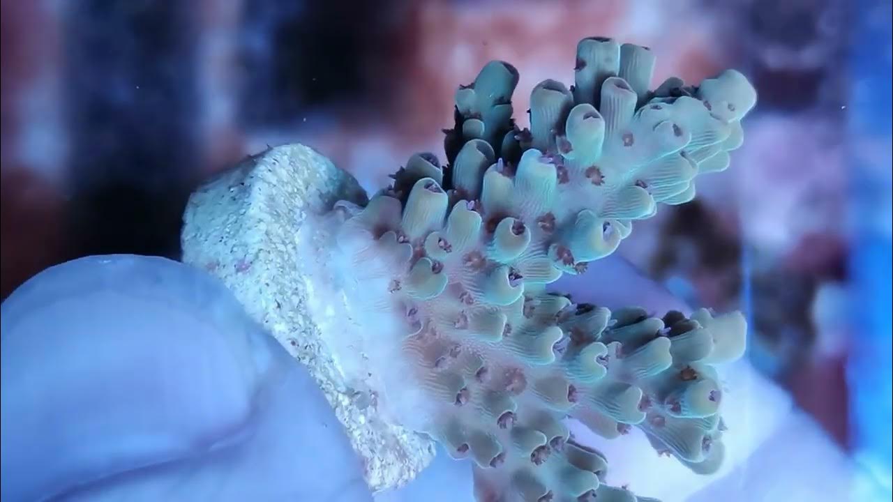 Acropora selago indo coral gandalf - YouTube