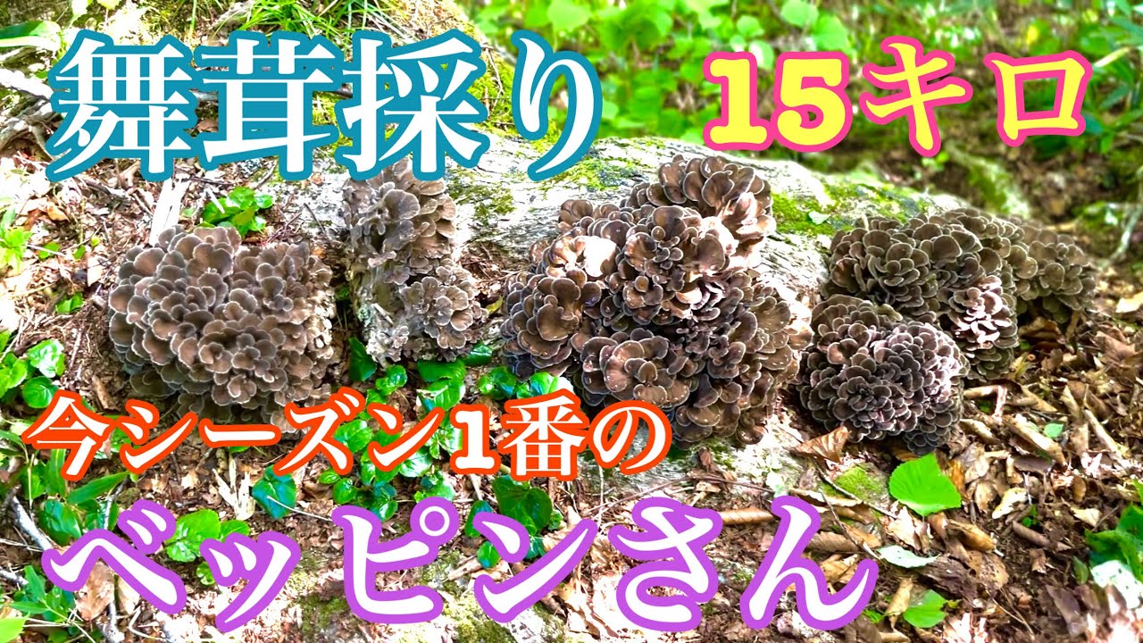 2022年9月17日 舞茸採り　今シーズン１番のベッピンさんゲット