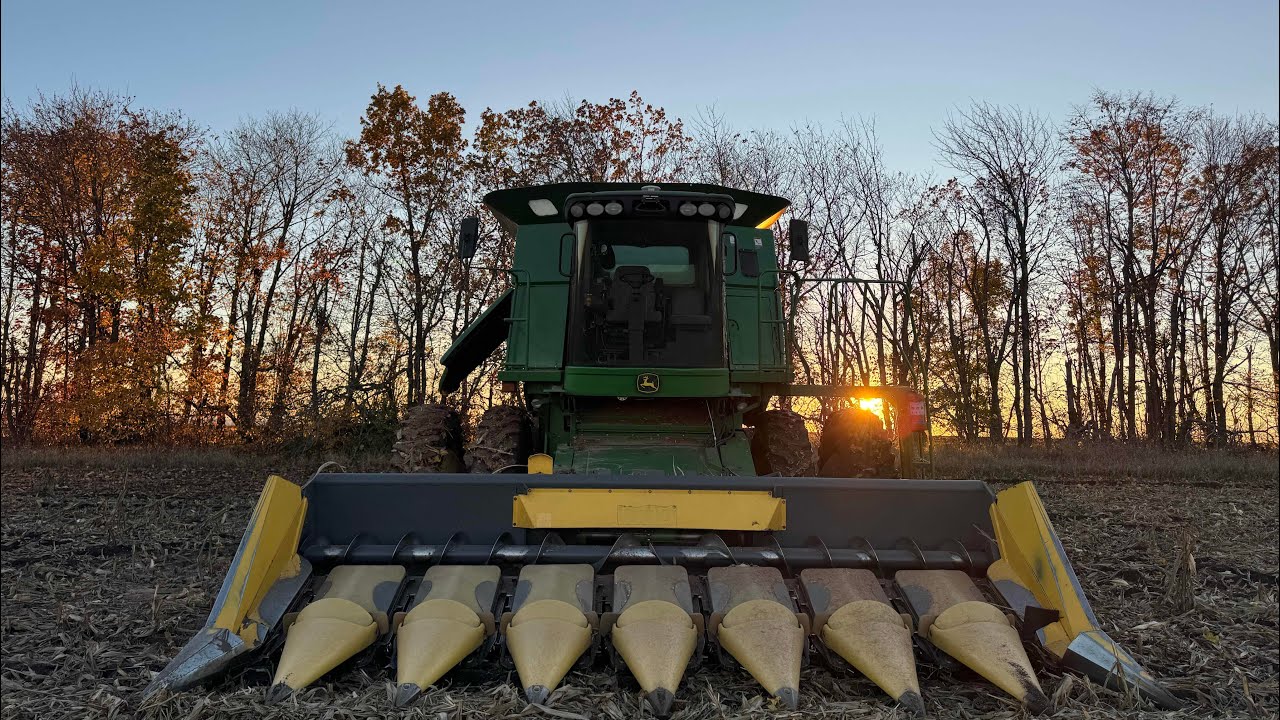 2т з га😭 Кабани зʼїли кукурудзу. Завершили жнива 2025