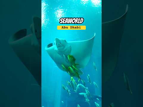 SeaWorld Yas Island | Abu Dhabi | Dubai #seaworld #yasisland #abudhabi #dubai #shortsfeed #ytshorts