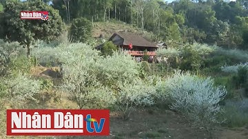 Thung lũng hoa Mận Phiêng vào mùa xuân