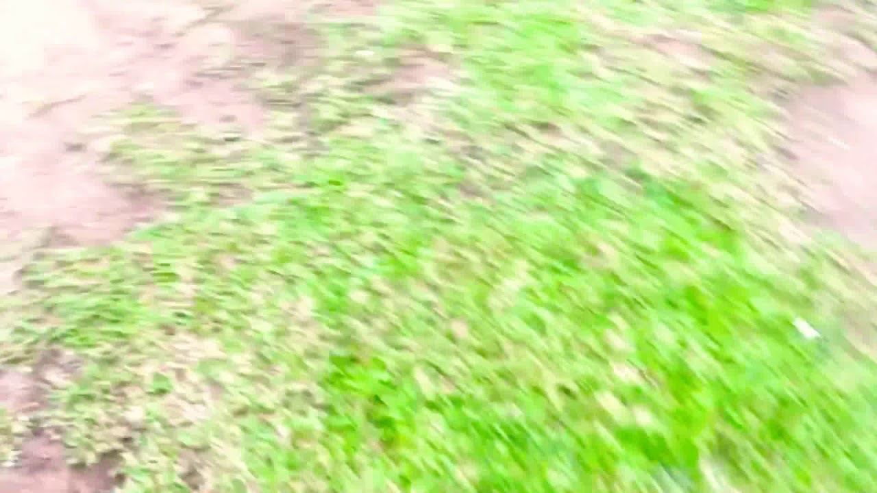  Australian Hunter