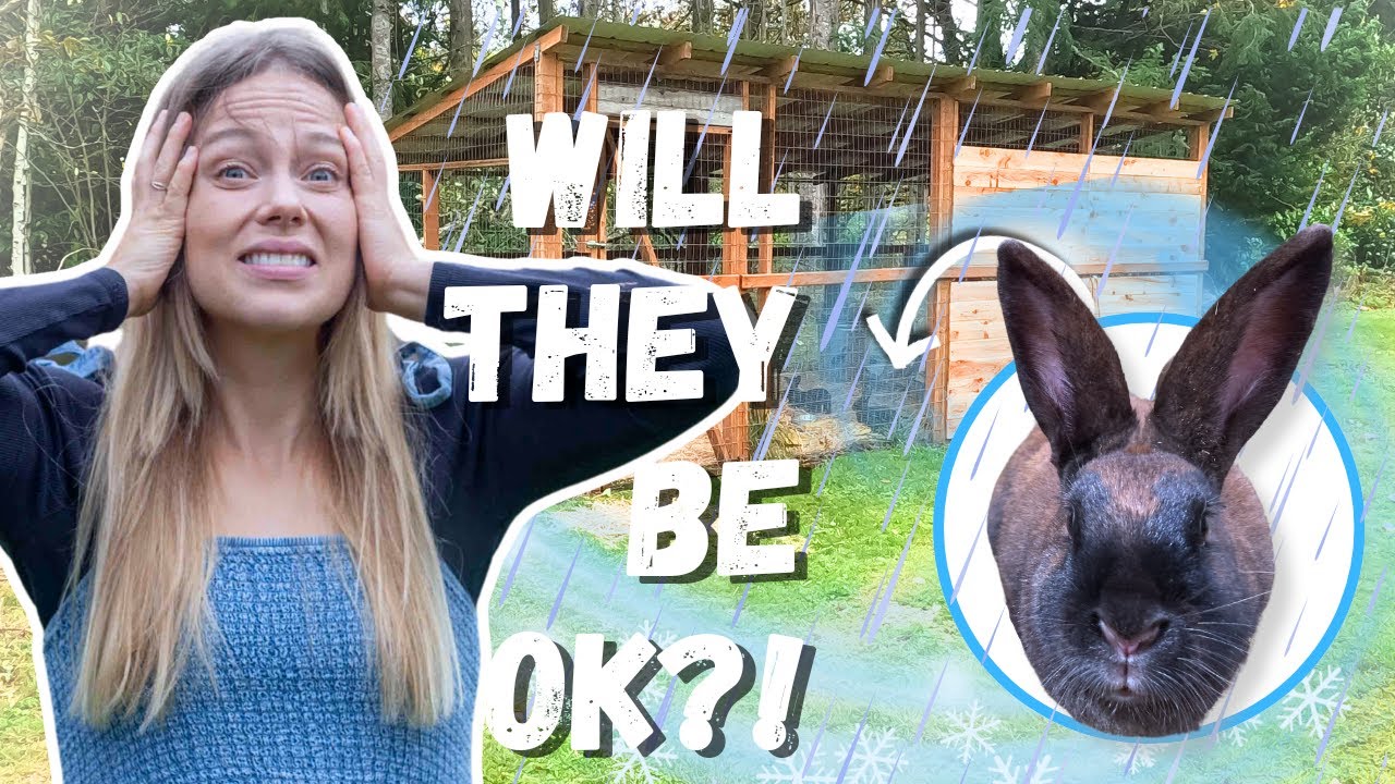 Winterizing our Outdoor Rabbit Colony for a Cold, Wet WINTER