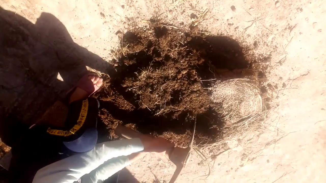 شوفو واش عملت اليوم مع نباتاتي رفقة زوجي وابني  من سطح بيتي