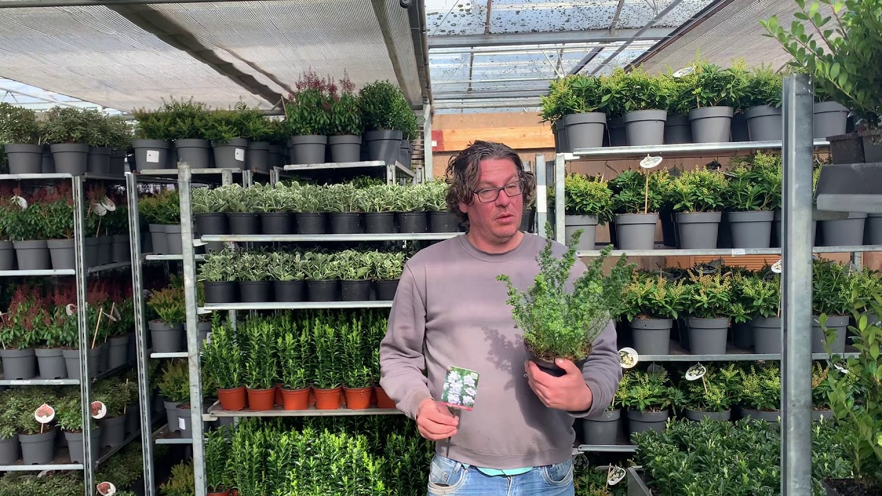 Prosthanthera cuneata