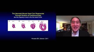 Dr. Richard T. Lee Regeneration Of A New Heart The Stem Cell Approach