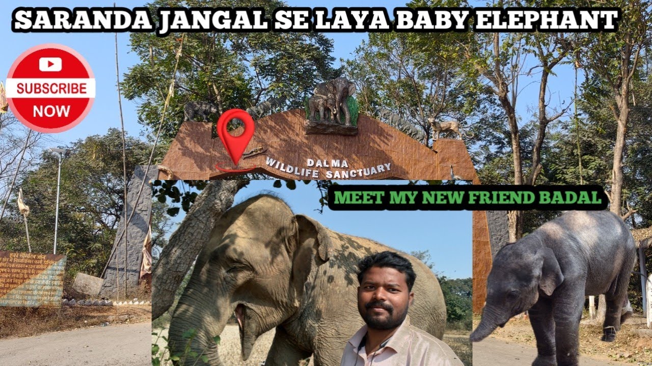 MEET MY NEW FRIEND BADAL 🐘🐘 ||  DALMA ME LAYA EK OR ELEPHANT 🐘