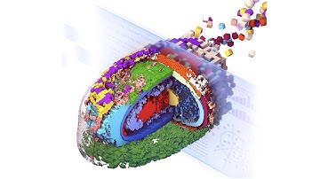 How do you measure a human cell?