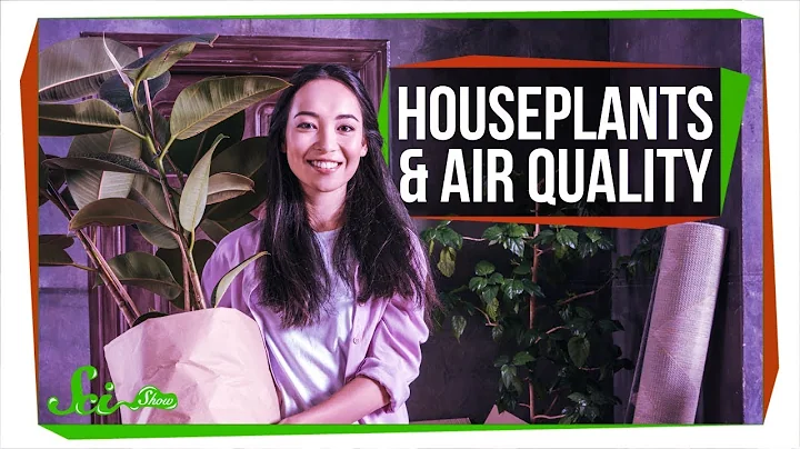 Can Houseplants Improve Air Quality? - DayDayNews