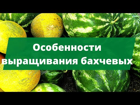 СПАСИТЕ ВАШИ АРБУЗЫ