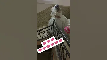 خروج عروس من بيت اهلها 